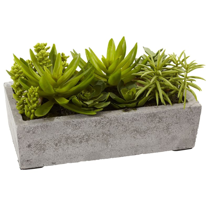 Succulent Garden Decor - Antique Style Planter with Live Plants - Home Office Shelf Decor - 0.54ft.