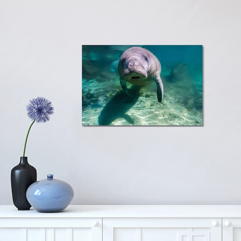 iCanvas "Manatee In Crystal River, Florida" by Jennifer Idol Canvas Print - 12x18x1.5