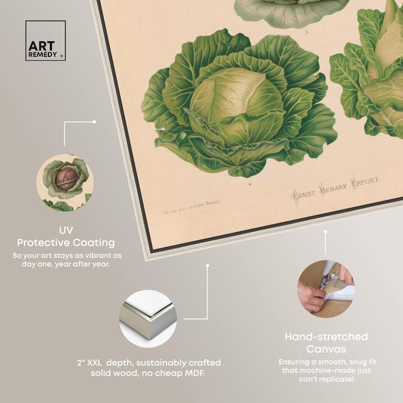 Cabbages by Benary 1876 Canvas by Art Remedy