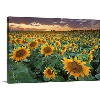 Shop A Beautiful Sunflower Field With Mountains In The Background
