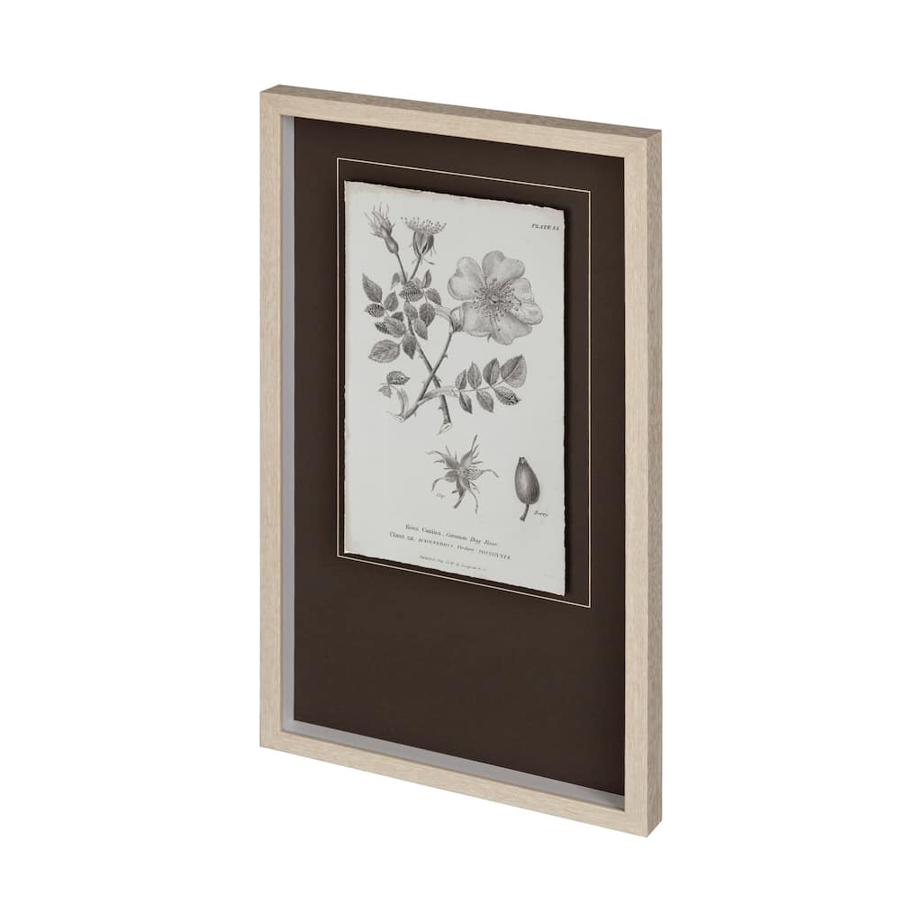 Conversations on Botany IV Framed Art Print