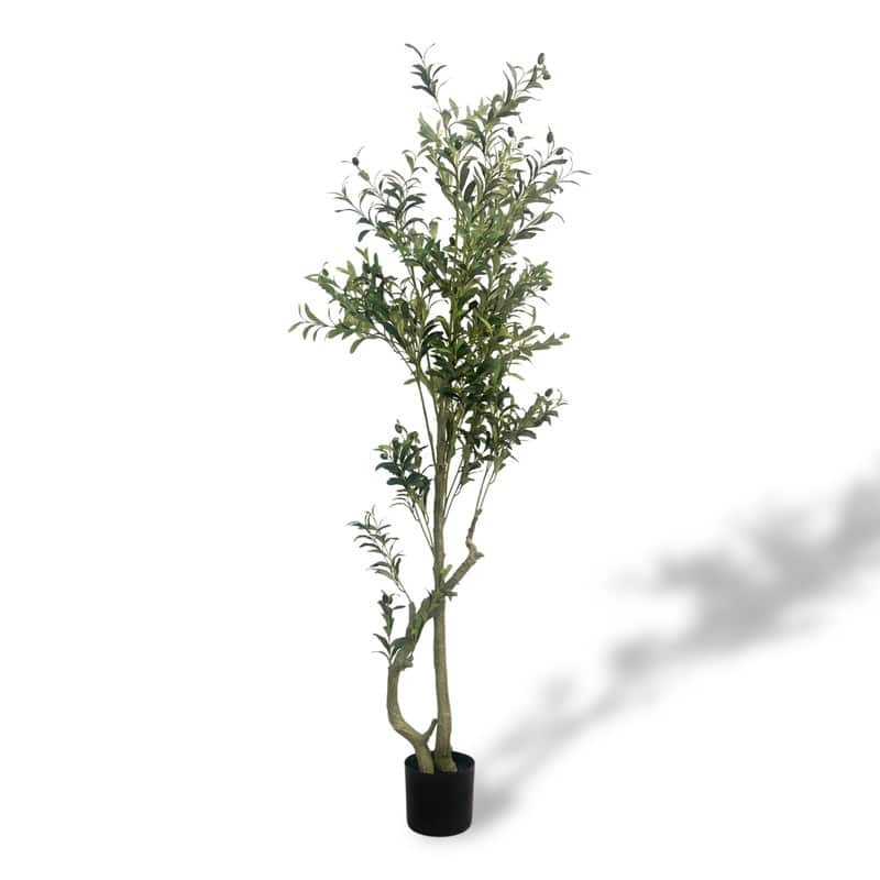 Olive Tree used in garden and outdoor, backyard