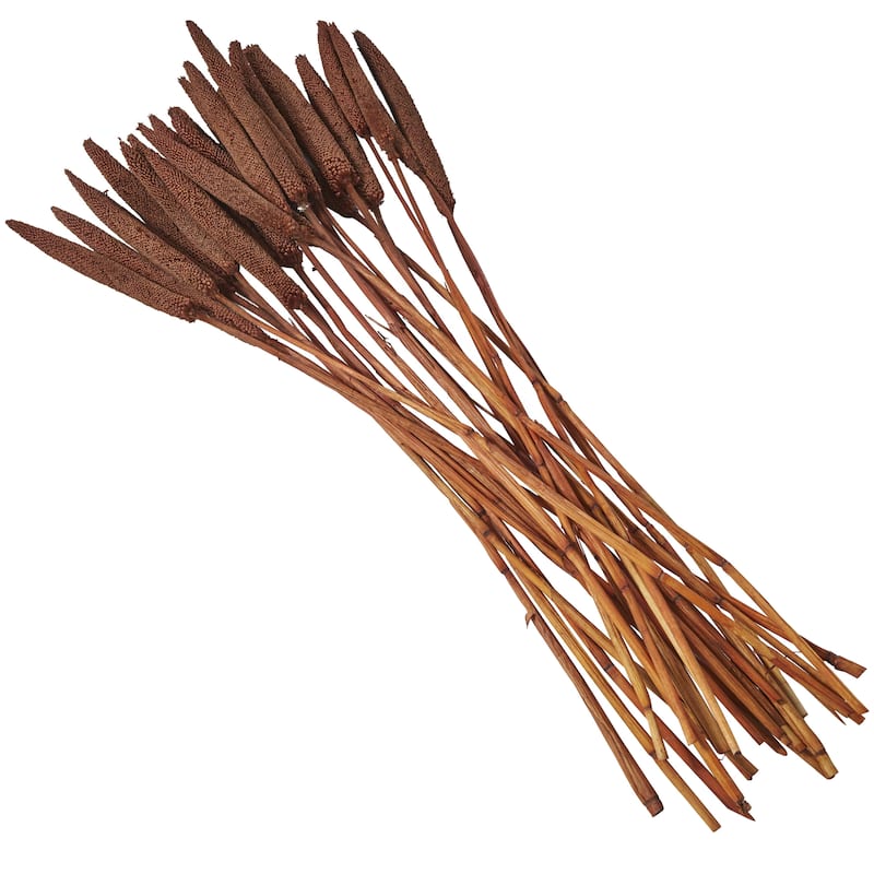 Dried Plant Bunny Tail Home Decor Natural Foliage - White, Red, Dark Brown, Orange, Green, Pink, Yellow - Roche River Decor