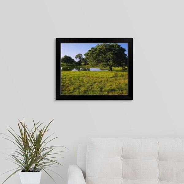"Oak tree in a field, Tucson, San Rafael Valley, Santa Cruz County, Arizona" Black Framed Print