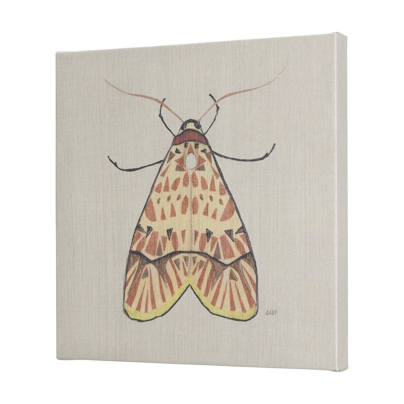 Moth I (30 x 30 ) Canvas Art Print