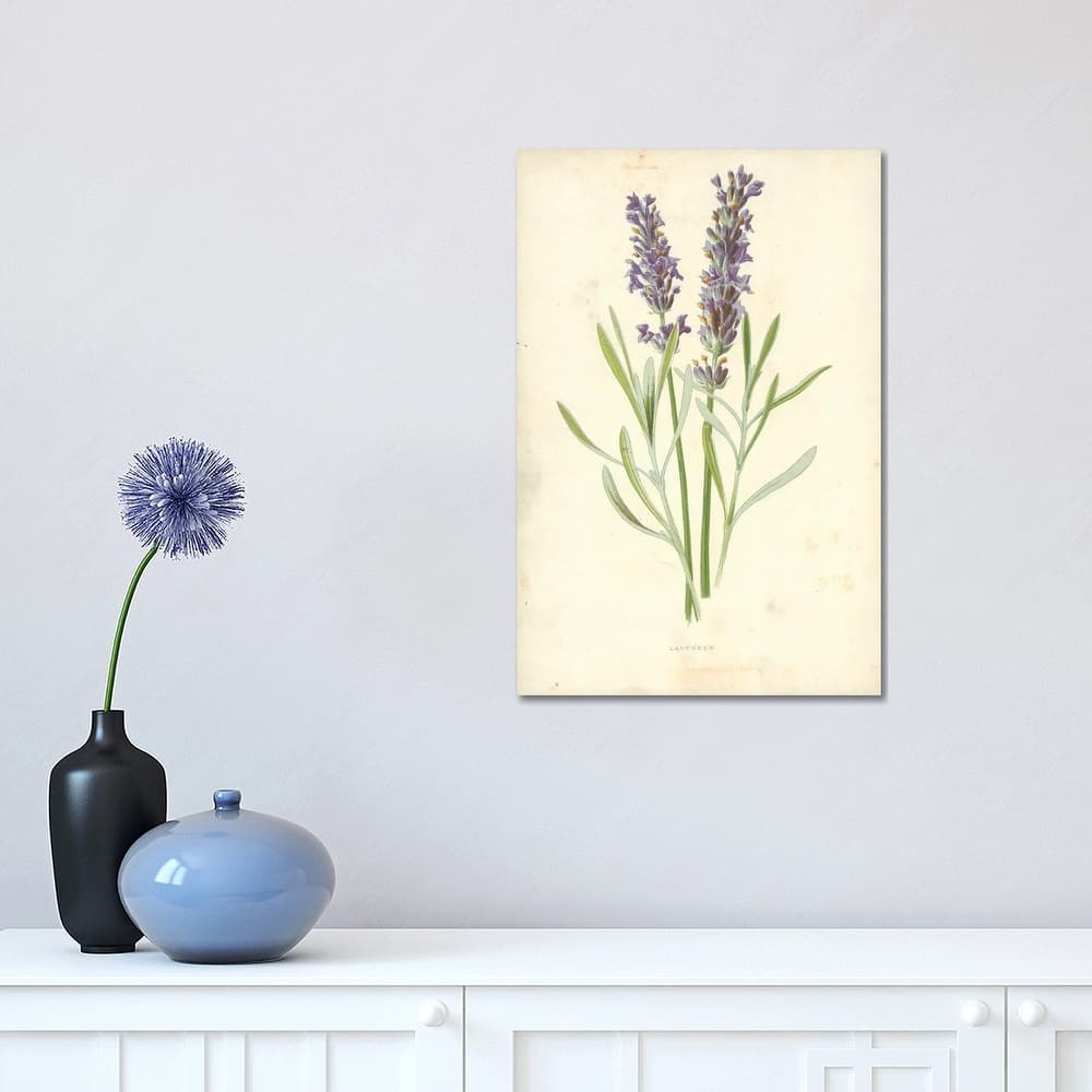 iCanvas "Lavender (Illustration From Familiar Garden Flowers, 1st Series)" by Frederick Edward Hulme Canvas Print