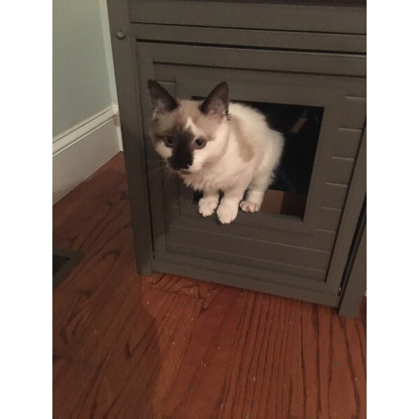 ecoflex cat litter loo