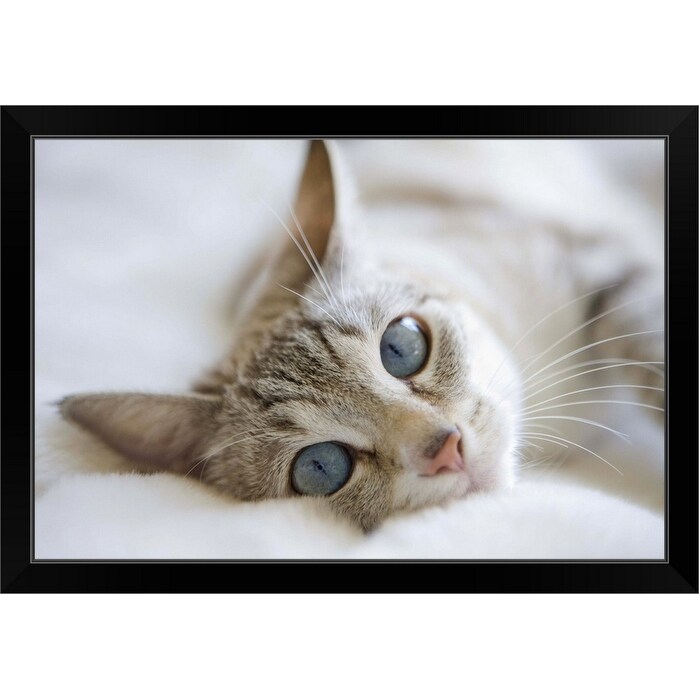 Shop Pretty White Cat With Blue Eyes Laying On Couch Black