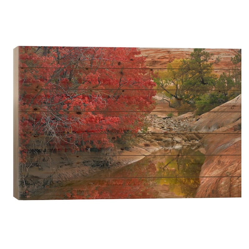 Maple And Cottonwood Autumn Foliage, Zion National Park, Utah II Print On Wood by Tim Fitzharris - Multi-Color - 26x40x1.5