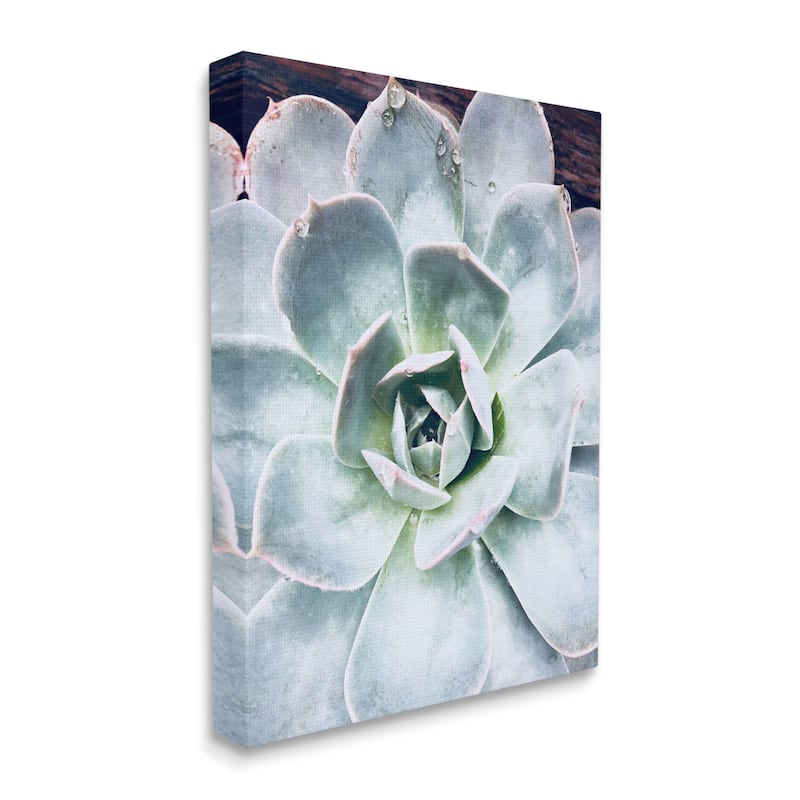 Stupell Industries Succulent Leaves Water Droplets Canvas Wall Art by ...