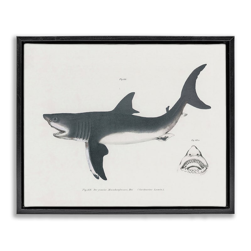 Stupell Detailed Shark Diagram Framed Floater Canvas Wall Art Design By Phillipa Katz - 21 x 17 - Black