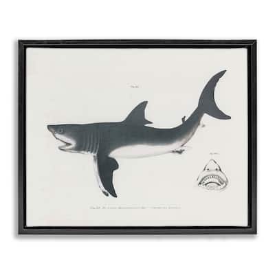 Stupell Detailed Shark Diagram Framed Floater Canvas Wall Art Design By Phillipa Katz