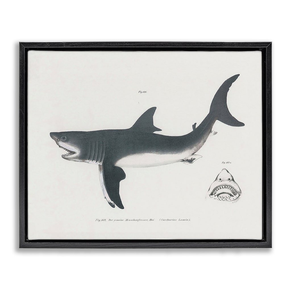 Stupell Detailed Shark Diagram Framed Floater Canvas Wall Art Design By Phillipa Katz