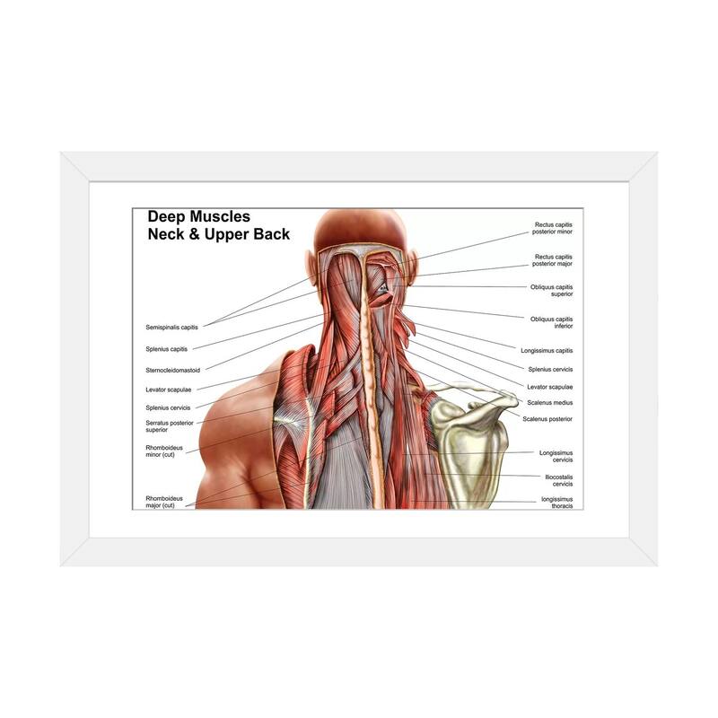 iCanvas "Human Anatomy Showing Deep Muscles In The Neck And Upper Back" by Stocktrek Images - White - 24x32x1