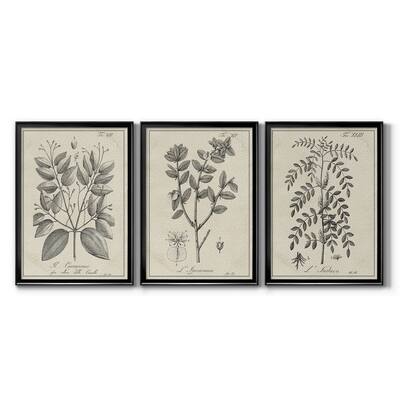 Antique Black & White Botanical VII Premium Framed Canvas - Ready to Hang - Multi-Color