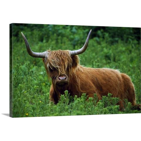 "Highland cow in meadow, Scottish Highlands, Scotland." Canvas Wall Art