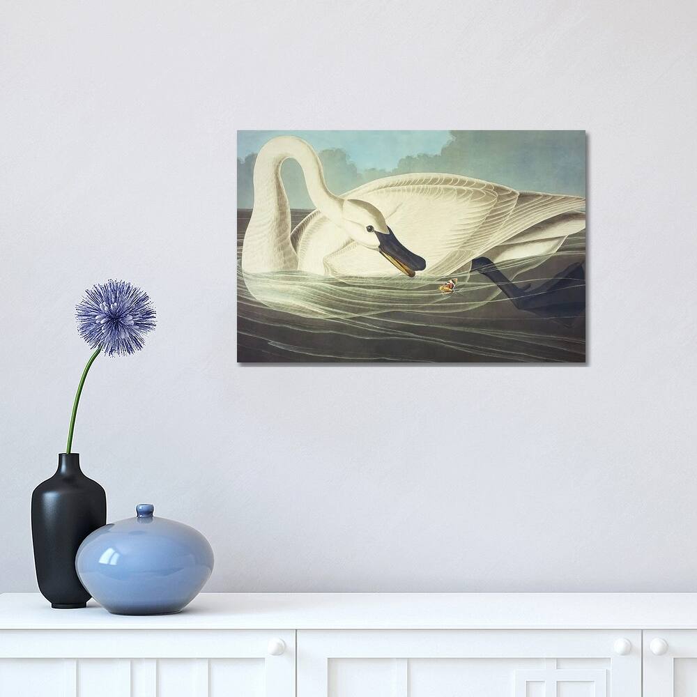 iCanvas "Trumpeter Swan II" by John James Audubon Canvas Print
