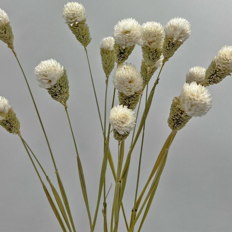 Bundle of 4 Dried Gomphrena Globosa, 22-24" long ,16 pcs/bunch - 22-24 inch