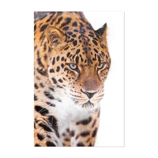 Leopard on a light background is a close up Art Print/Poster - Bed Bath ...