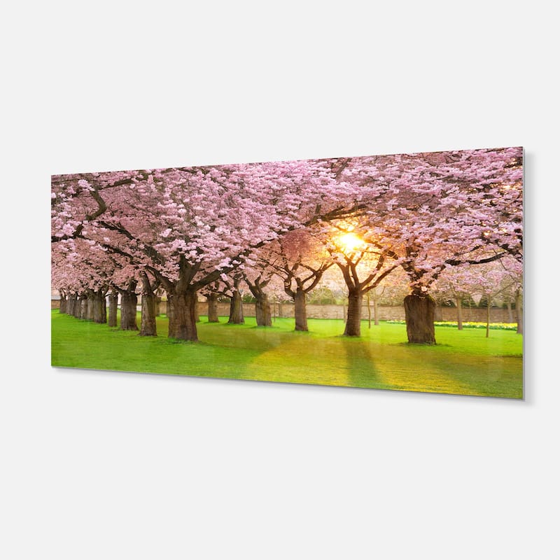Fascinating Springtime Cherry Scenery - Landscape Glossy Metal Wall Art