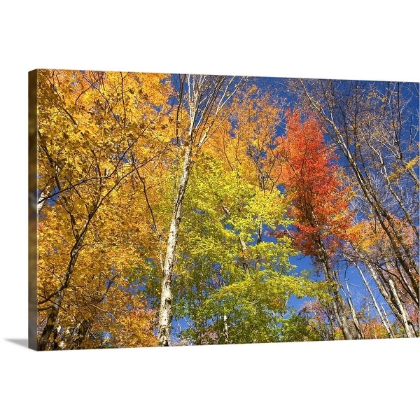 "Maple trees in autumn foliage, Green Mountains, Vermont" Canvas Wall Art