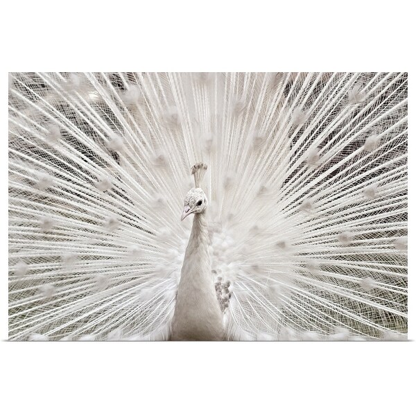 "White peacock, Lahore." Poster Print
