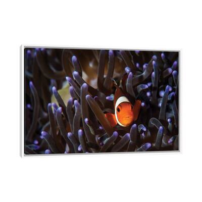 iCanvas "A Clownfish In An Anemone, North Sulawesi, Indonesia" by Brook Peterson Framed