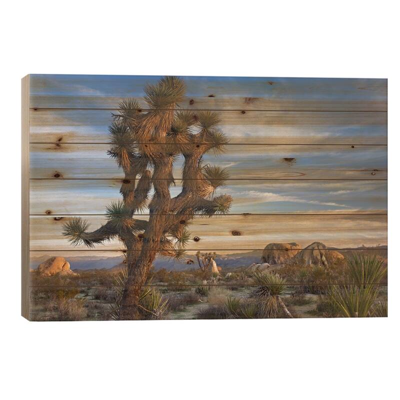 Joshua Tree, Joshua Tree National Park, California Print On Wood by Tim Fitzharris - Multi-Color - 26x40x1.5
