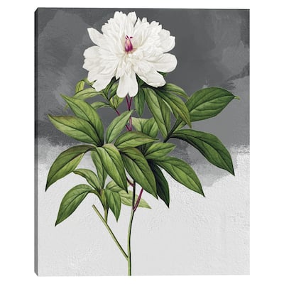 White Peony Grey by Design Lab Canvas Art Print