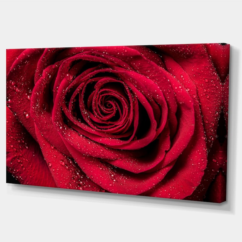 Red Rose Petals with Rain Droplets - Floral Canvas Art Print