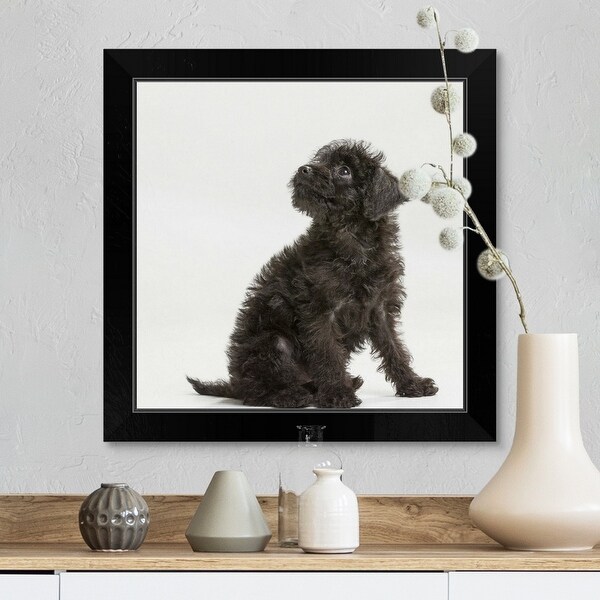 Shop "A Miniature Pinscher and Toy Poodle mix" Black ...