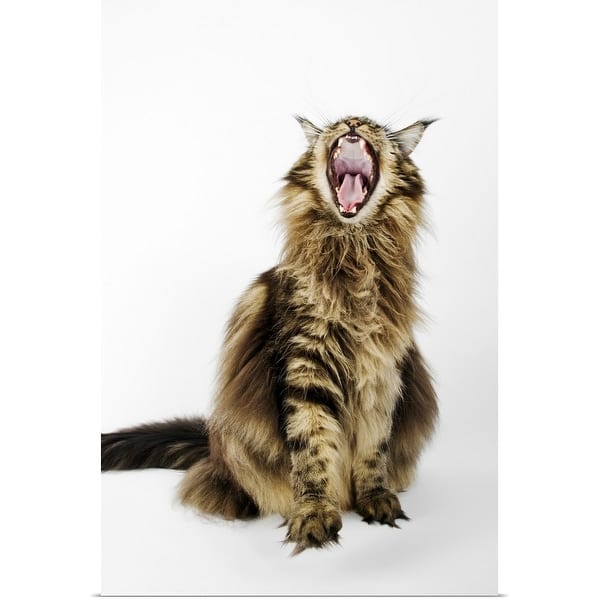 Shop Domestic Cat Brown Classic Maine Coon Tabby Poster Print