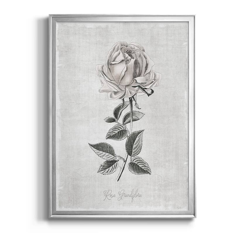 Vintage Botanical II Premium Framed Print - Ready to Hang