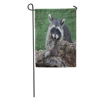 Shop Racoon Raccoon Procyon Lotor Also Known As The North American America Garden Flag Decorative Flag House Banner 12x18 On Sale Overstock 31379804