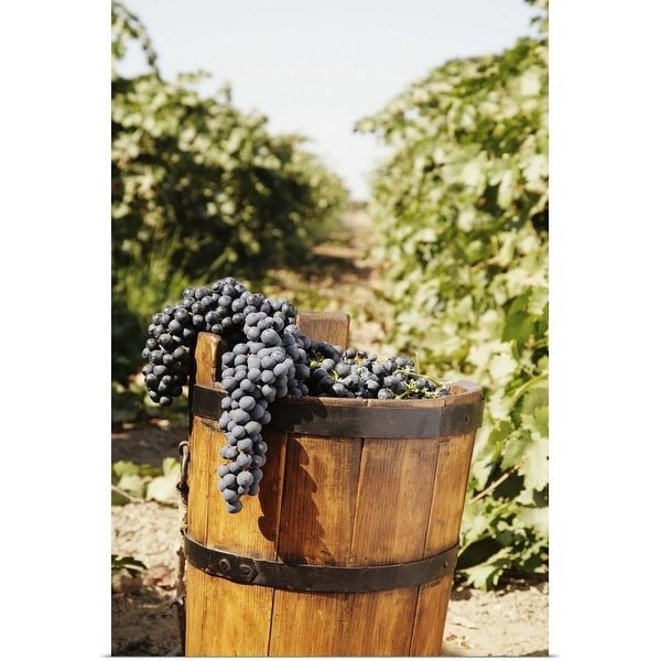 "Red grapes in antique basket in vineyard" Poster Print