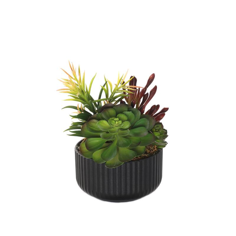Succulents Arrangement with rocks in Black Pot - Green,brown