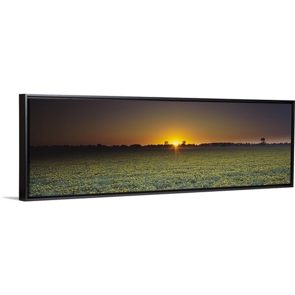 Shop Field Of Safflower At Dusk Sacramento California