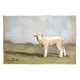 preview thumbnail 1 of 6, Stupell Baby Lamb Farmland Animal Wall Plaque Art by Sara Baker 15 x 10