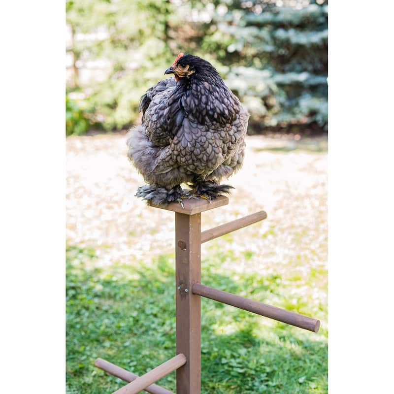 Zylina Play-N-Roost Double Roosting Perch - N/A - 15x15x40