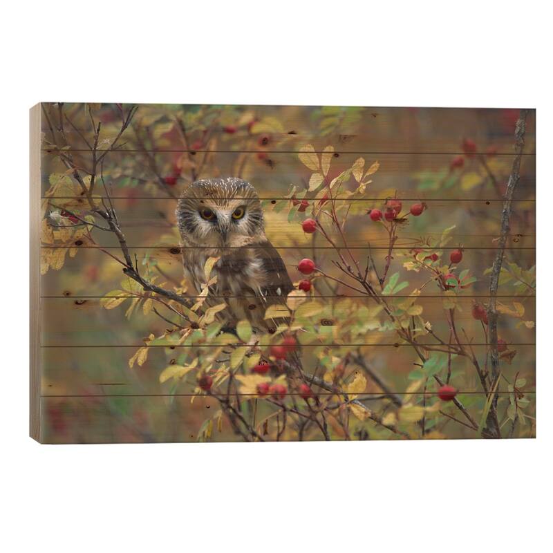 Northern Saw-Whet Owl Perching In A Wild Rose Bush, British Columbia, Canada II Print On Wood by Tim Fitzharris - Multi-Color - 18x26x1.5