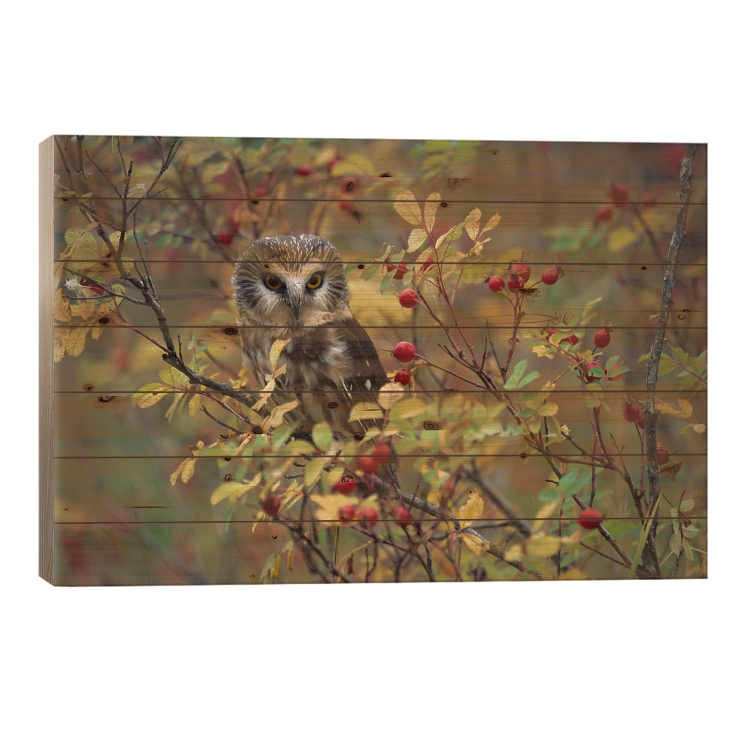 Northern Saw-Whet Owl Perching In A Wild Rose Bush, British Columbia, Canada II Print On Wood by Tim Fitzharris - Multi-Color