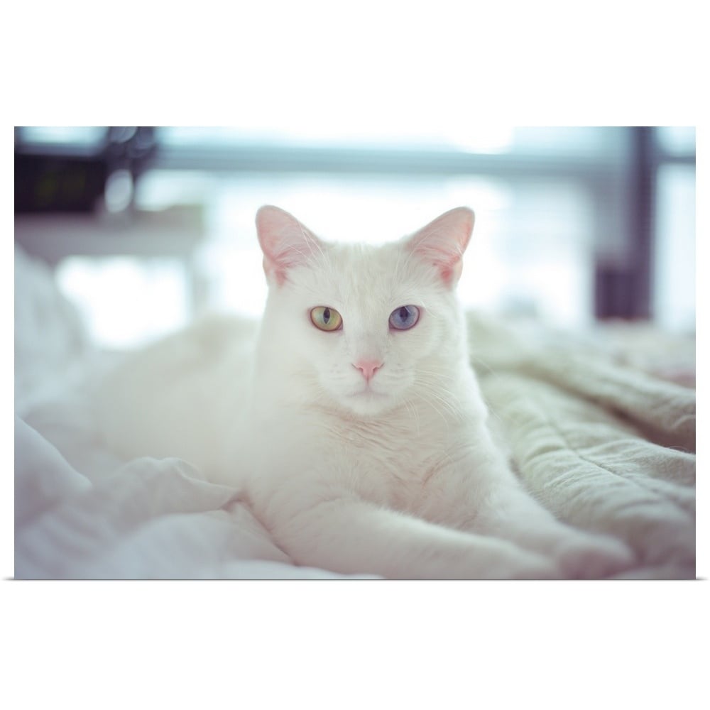 Shop White Cat Laying With Two Different Colored Eyes On Bed