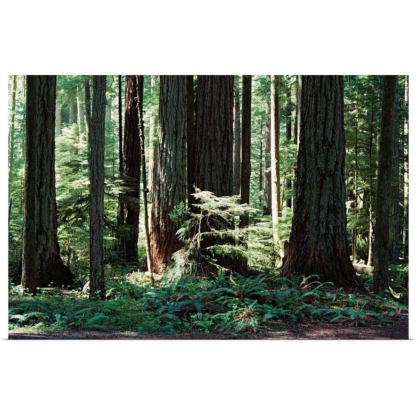 "Old growth coniferous forest in Canada" Poster Print
