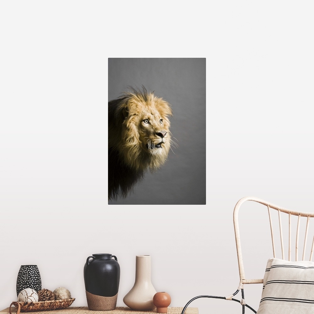 Lion S Face Poster Print Overstock 16468421 Create an account or log into facebook. overstock com