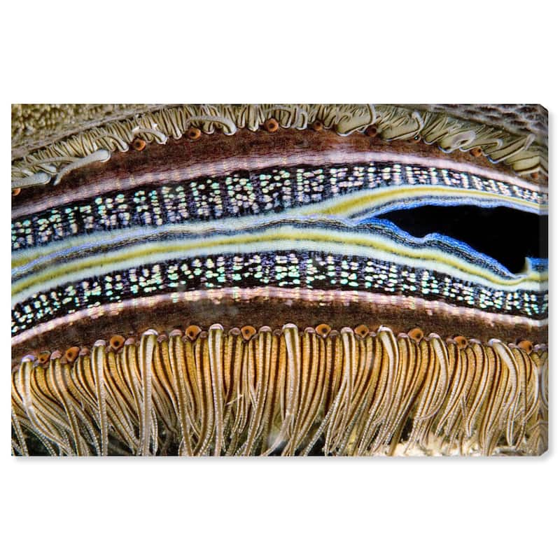 Wynwood Studio Nautical and Coastal David Fleetham - Coral Boring Scallop Brown and Nautical & Coastal Wall Art Canvas Print