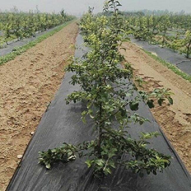 Agfabric WB15-4x50ft Landscape Fabric Non Woven Weed Control Fabric - 4x50ft