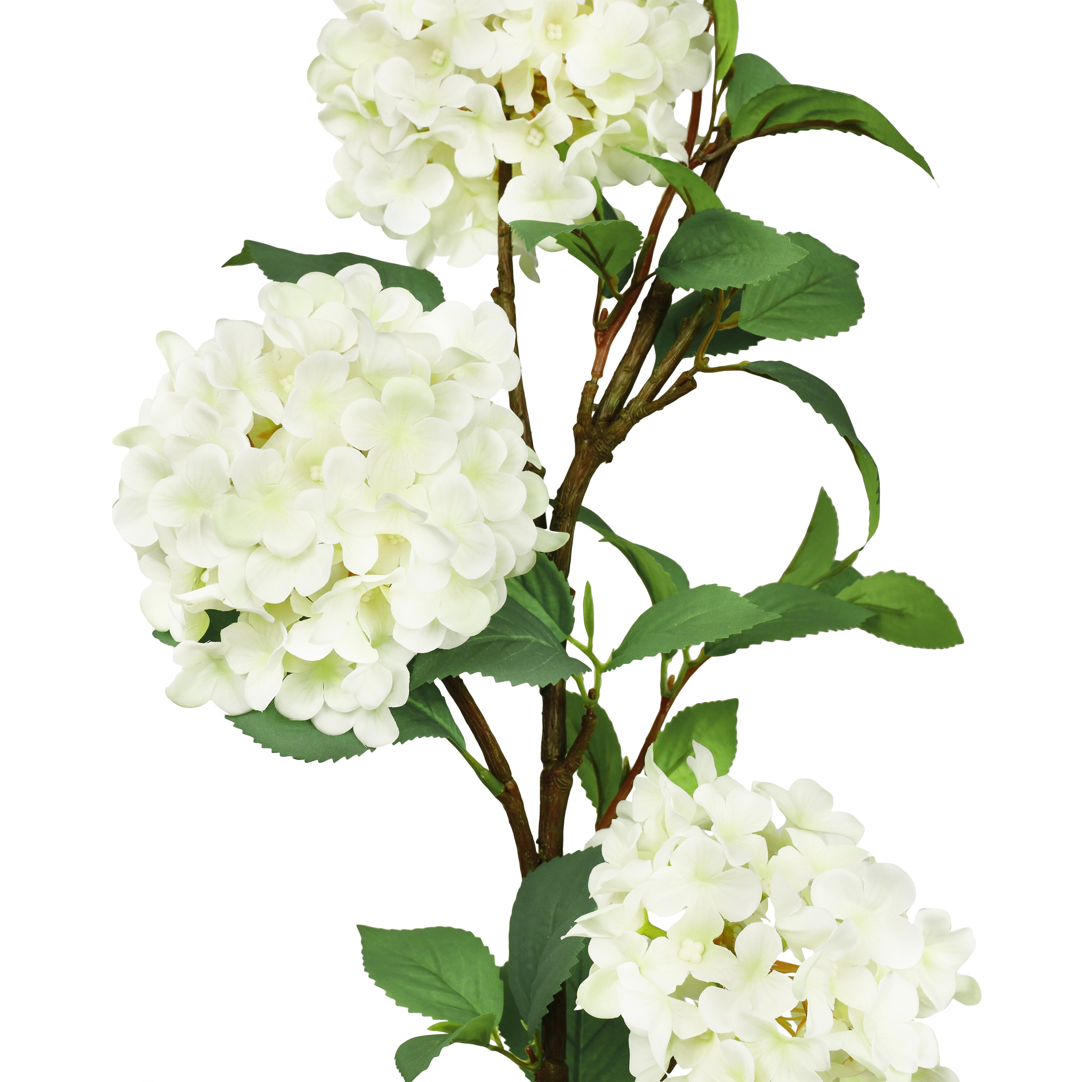 Hydrangea4937　0203 BLOOMING HYDRANGEA (Color may vary) in Opelika, AL - THE NEW
