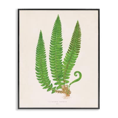 Stupell Natural Fern Branch Trio Framed Giclee Art Design By Phillipa Katz