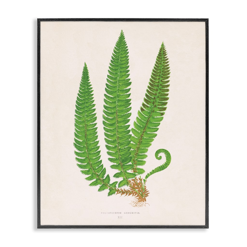 Stupell Natural Fern Branch Trio Framed Giclee Art Design By Phillipa Katz
