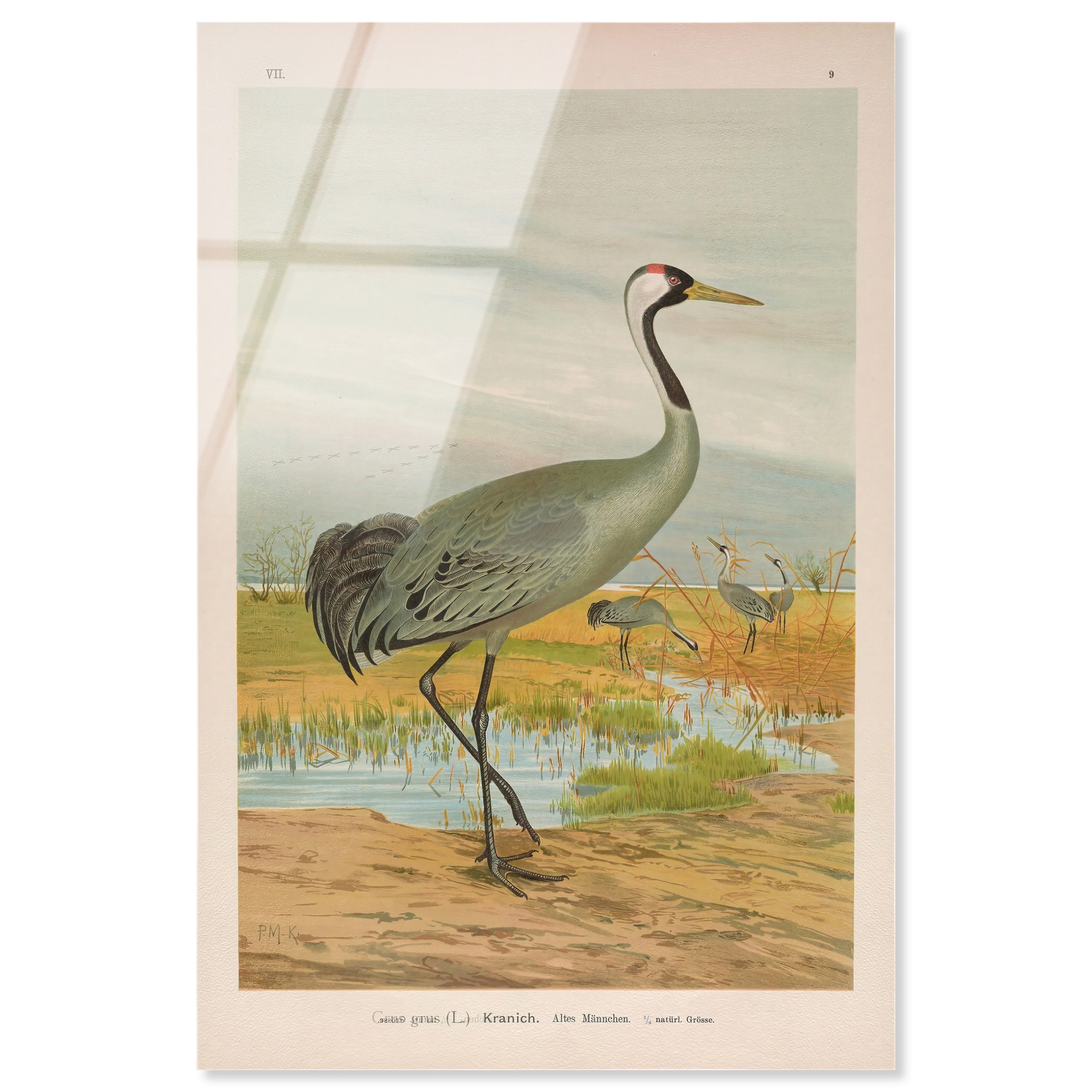 Grus Grus Vintage Animal Art Acrylic Print by Art Remedy